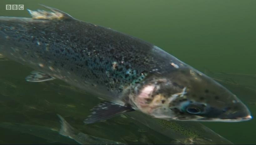 BBC Countryfile 6 Dec 2020 #2 BBC Countryfile 6 Dec 2020 #2