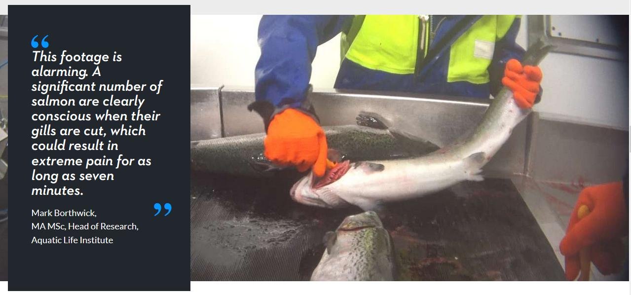 Animal Equality Feb 2021 #5 Animal Equality Feb 2021 #5