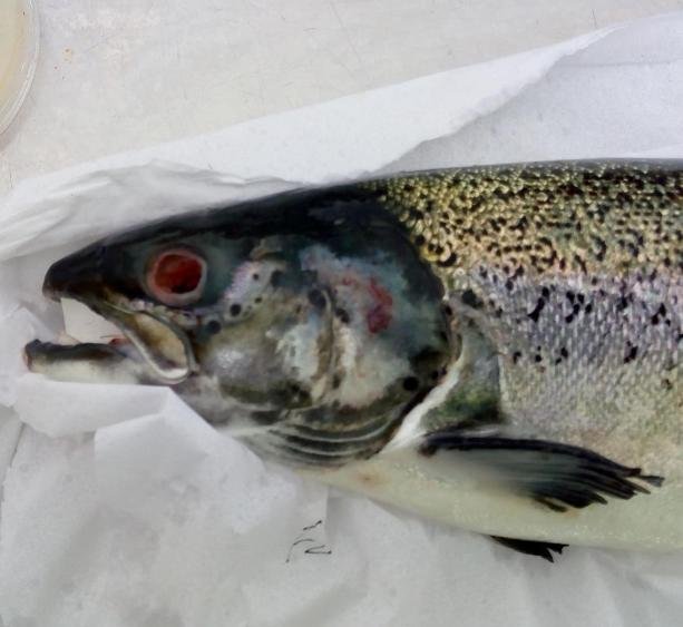 FHI SSC Plocropol #5 Photo