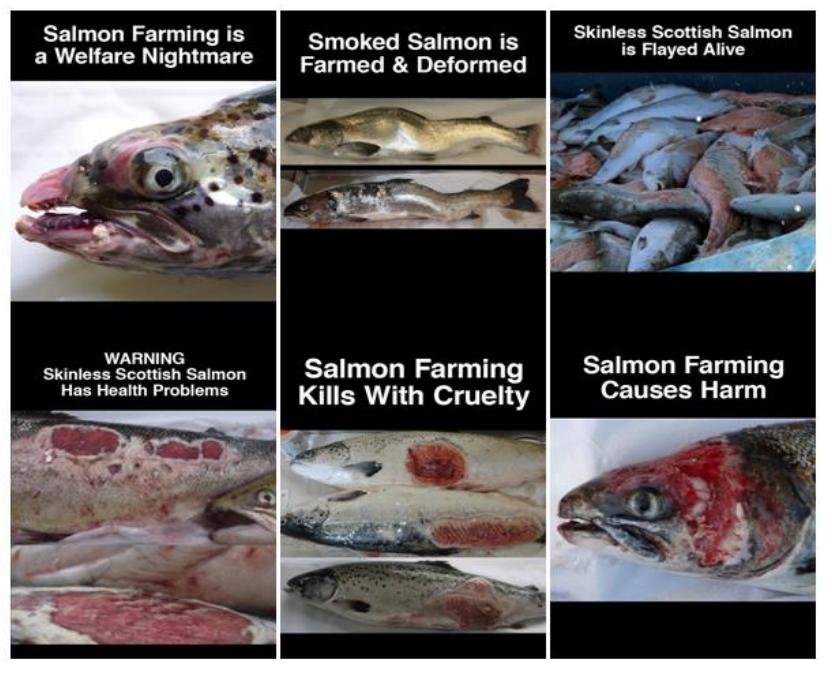 Welfare of Salmon Farming Summary March 2021 #2 Welfare of Salmon Farming Summary March 2021 #2