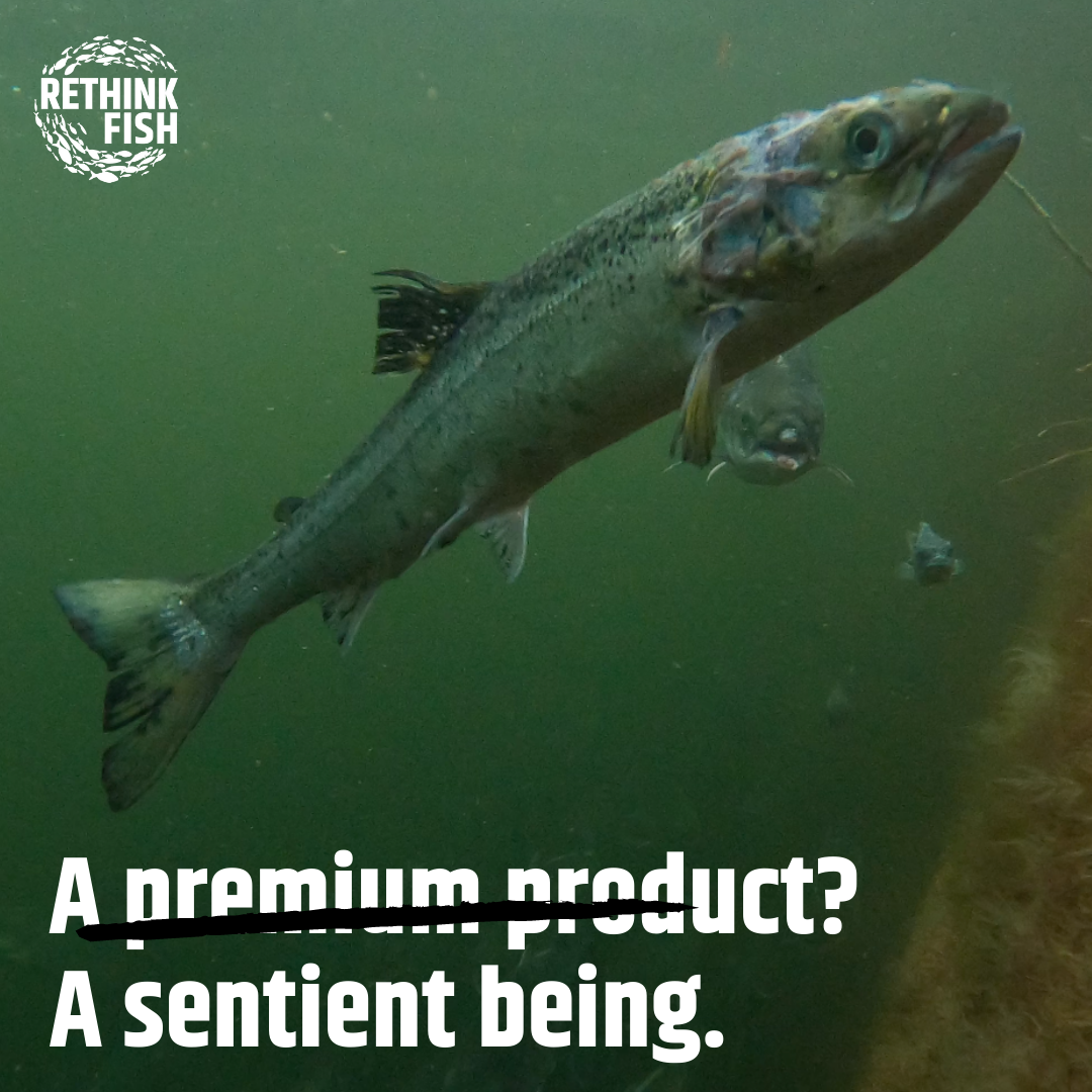 CIWF Scottish Salmon Investigation March 2021 Graphics #3 CIWF Scottish Salmon Investigation March 2021 Graphics #3