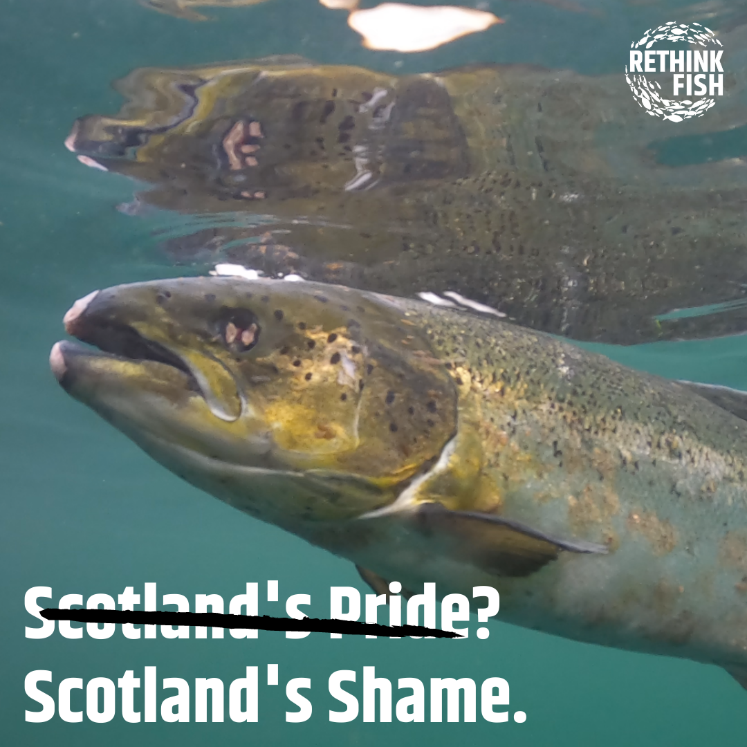 CIWF Scottish Salmon Investigation March 2021 Graphics #1 CIWF Scottish Salmon Investigation March 2021 Graphics #1