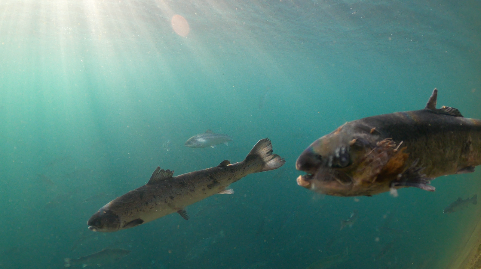 CIWF Scottish Salmon Investigation March 2021 #18 Grieg lice infested horror CIWF Scottish Salmon Investigation March 2021 #18 Grieg lice infested horror