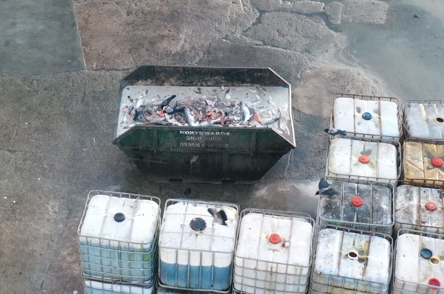 CIWF Scottish Salmon Investigation March 2021 #14 waste CIWF Scottish Salmon Investigation March 2021 #14 waste