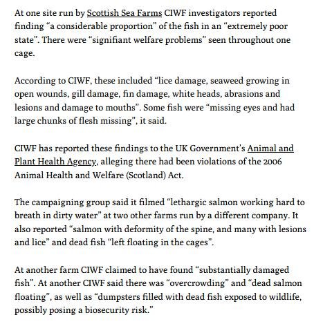 Ferret 23 March 2021 #3