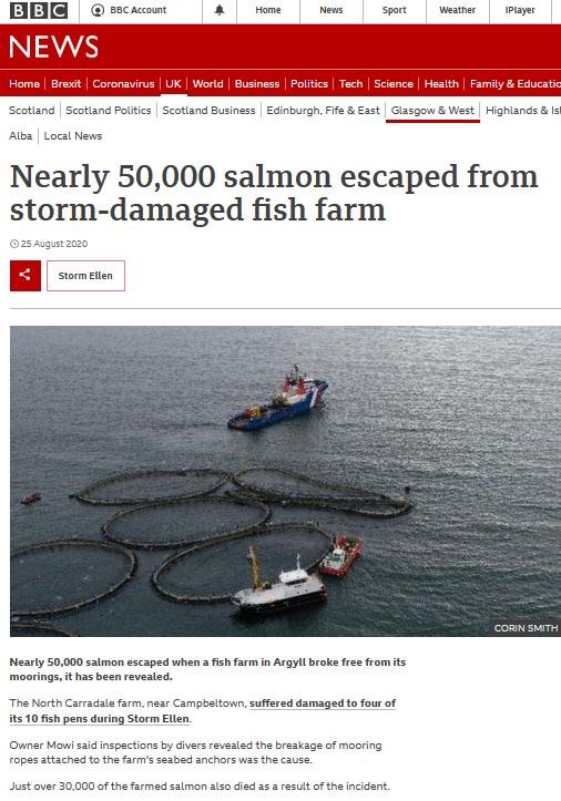 Mowi escape Mowi escape