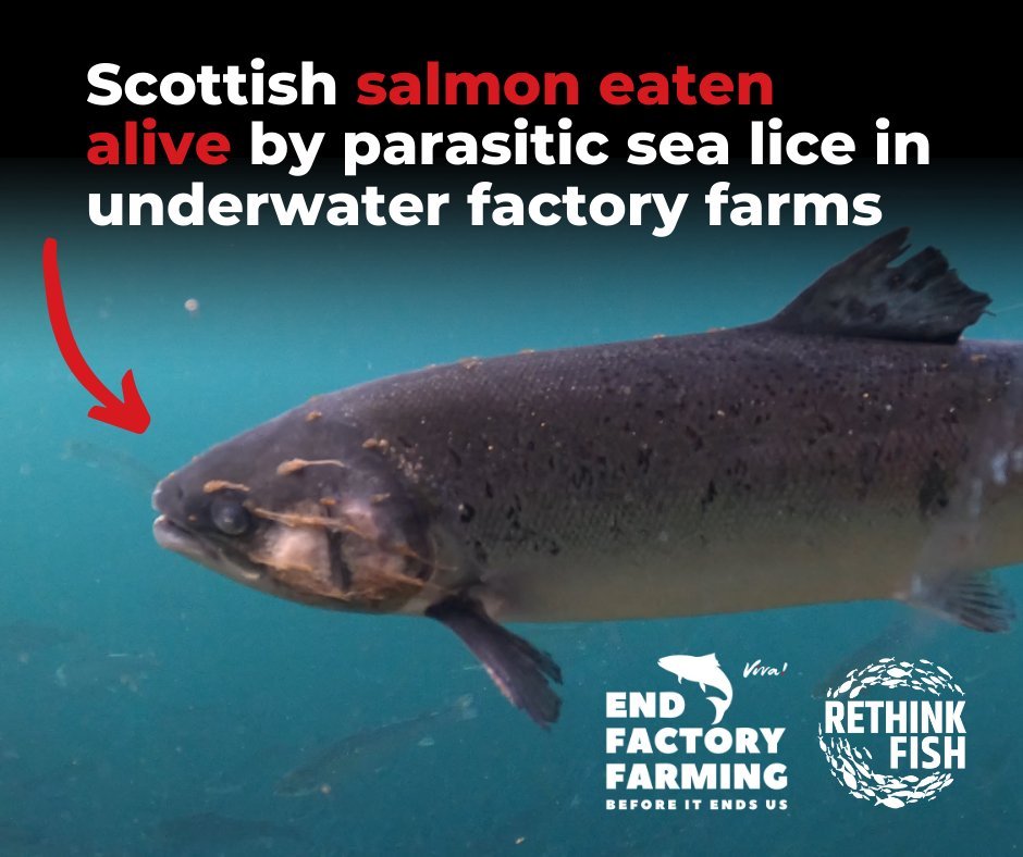 Viva end campaign Viva end campaign