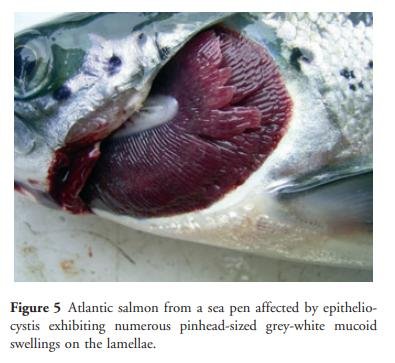 Chlamydia blog April 2021 #31 Chlamydia blog April 2021 #31