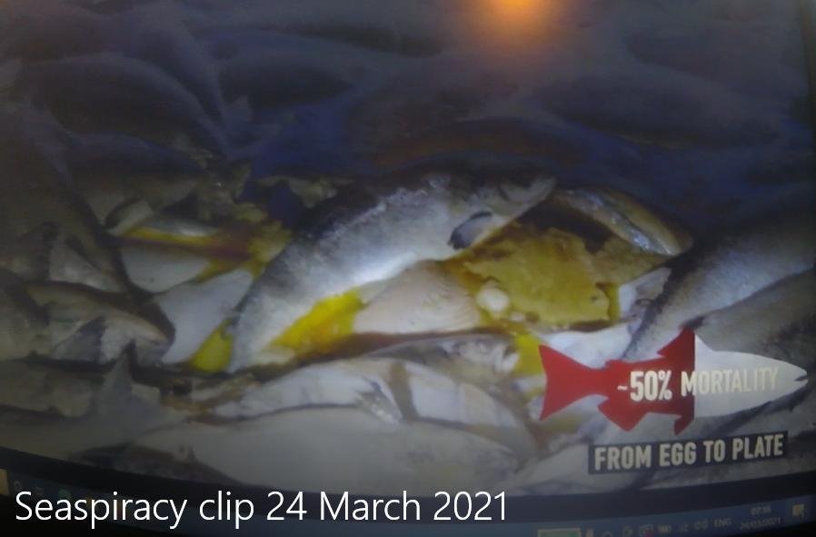 Seaspiracy clip #1 50% mortality Seaspiracy clip #1 50% mortality
