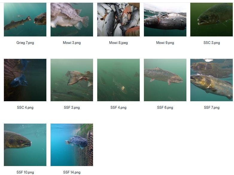 CIWF Scottish Salmon Investigation March 2021 #11 Stills from Investigation CIWF Scottish Salmon Investigation March 2021 #11 Stills from Investigation