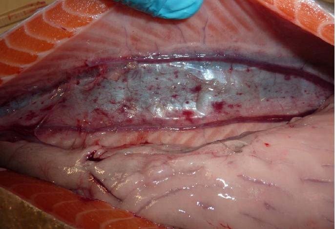 FHI Greshornish March 2020 Photo #4 FHI Greshornish March 2020 Photo #4