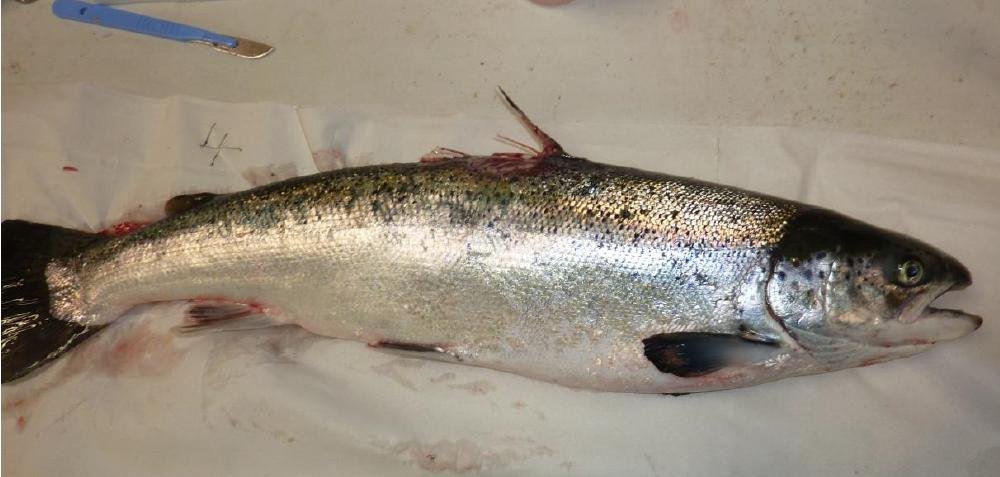 FHI Greshornish March 2020 Photo #5 FHI Greshornish March 2020 Photo #5