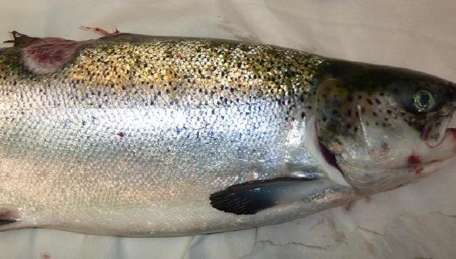 FHI Greshornish March 2020 Photo #9