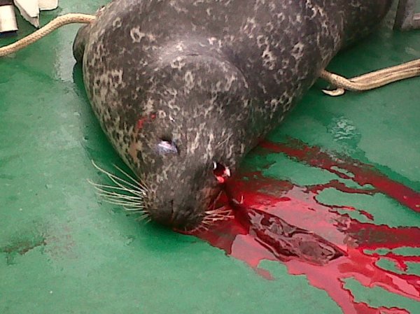 Nigel Smith photo #2 bloody seal