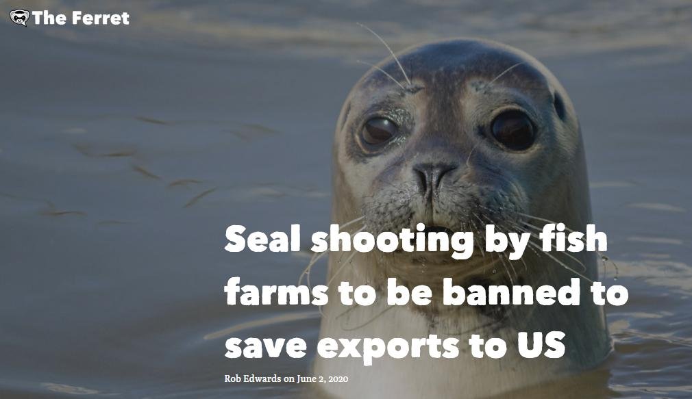 Ferret 2 June 2020 #1