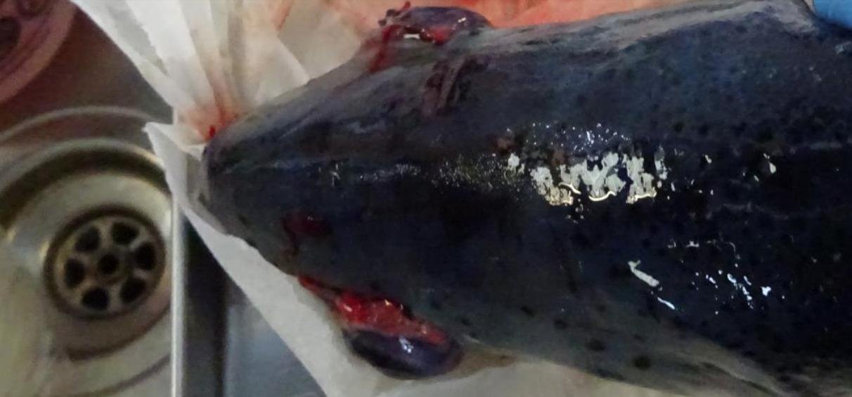 FHI March 2019 North Papa photo #3 eyes bulging close up FHI March 2019 North Papa photo #3 eyes bulging close up