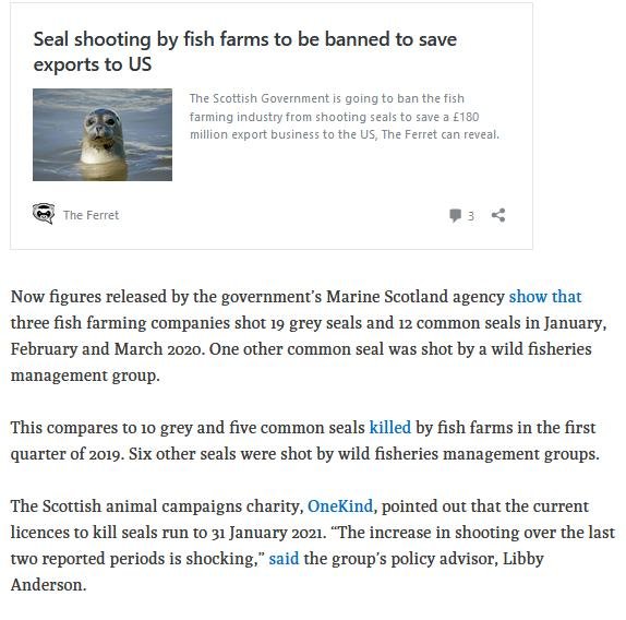 Ferret 11 June 2020 #3