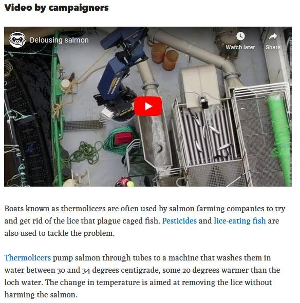 Ferret 27 July 2020 #3