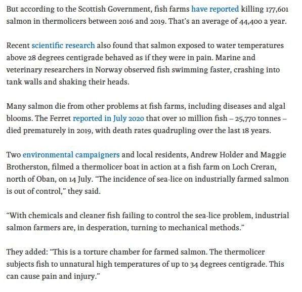 Ferret 27 July 2020 #4