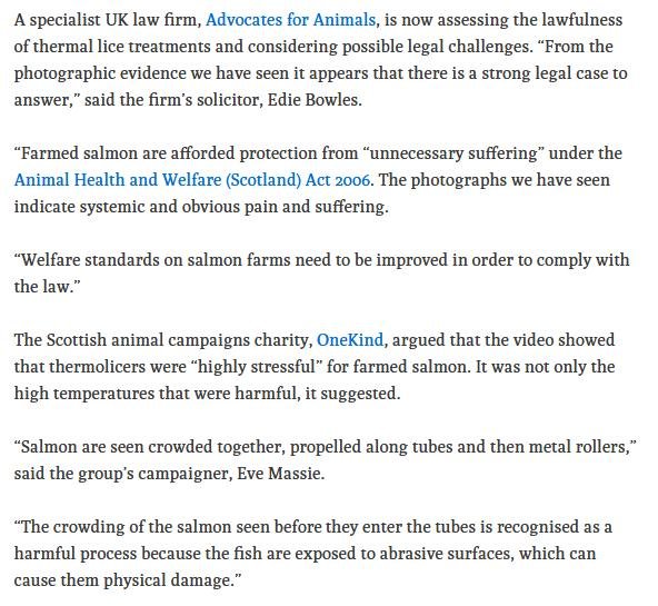 Ferret 27 July 2020 #5