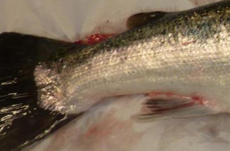 FHI Greshornish March 2020 Photo #6 FHI Greshornish March 2020 Photo #6