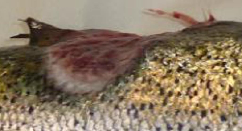 FHI Greshornish March 2020 Photo #10