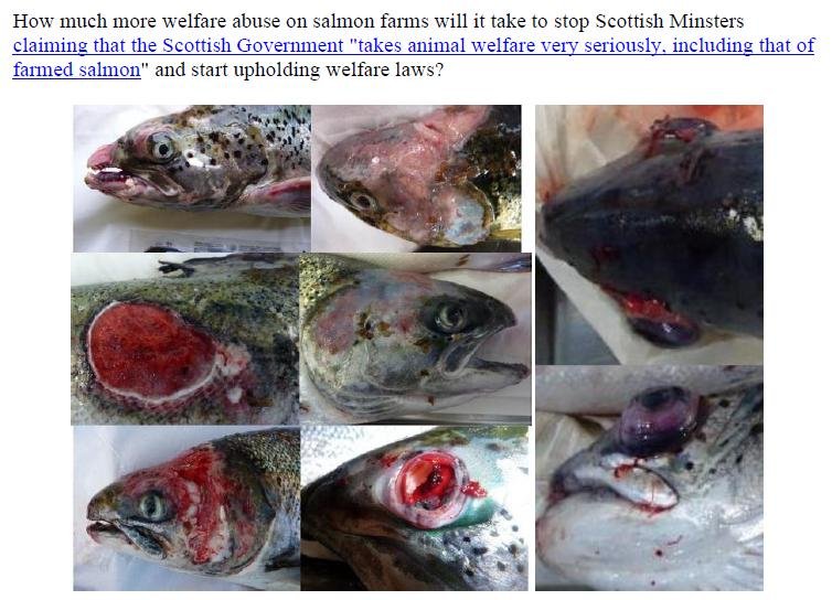 Letter to Scottish Ministers re deaths due to de-licers 10 June 2020 #2