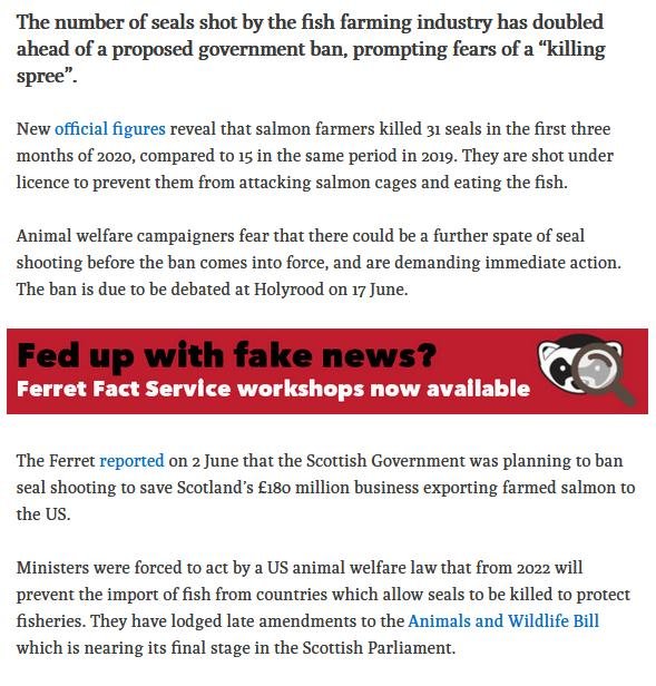 Ferret 11 June 2020 #2