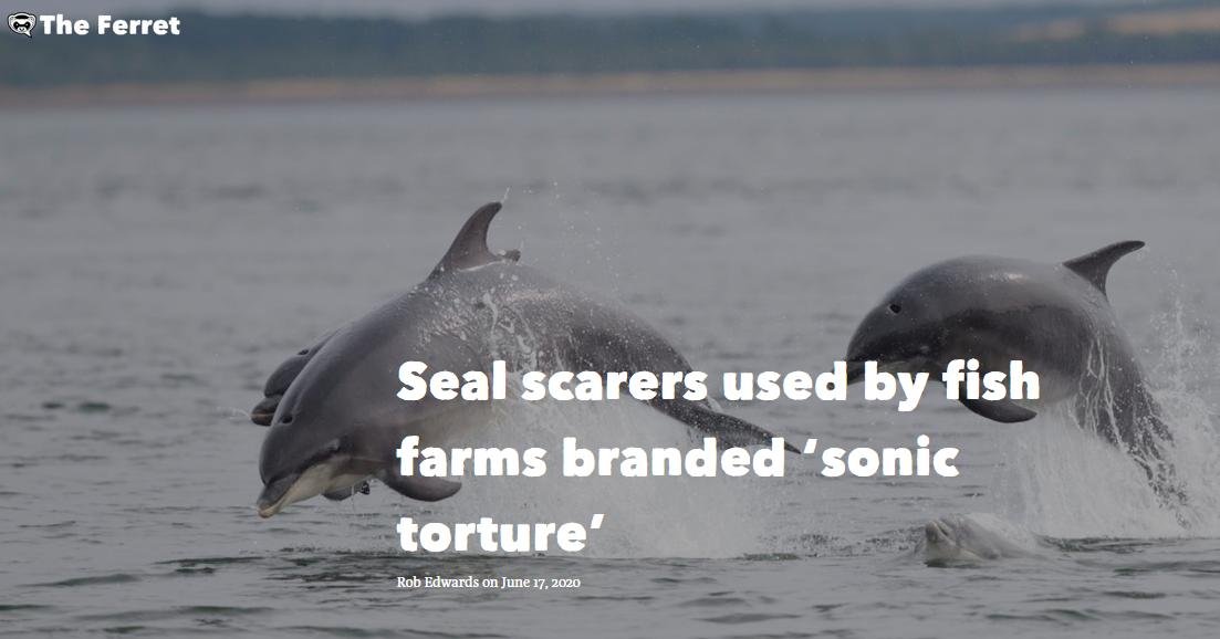 Ferret 17 June sonic torture 2020 #1