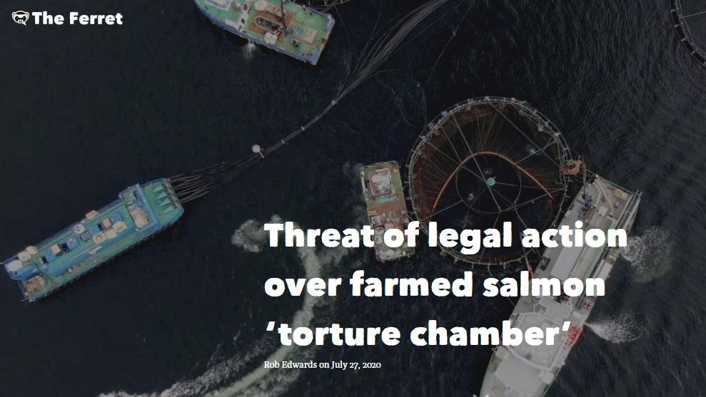 Ferret 27 July 2020 #1