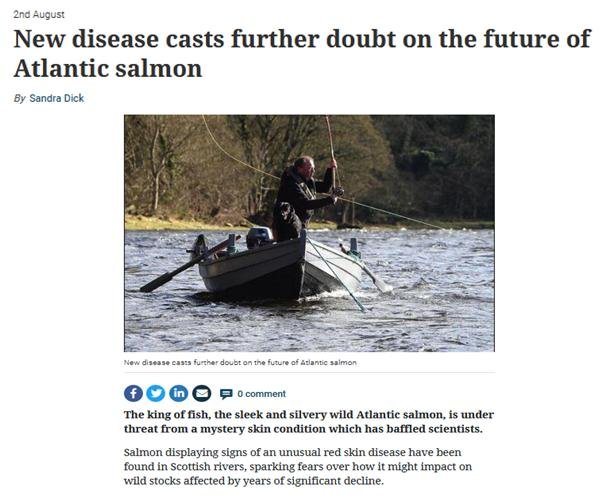 Herald 2 August 2020 new disease future Atlantic salmon