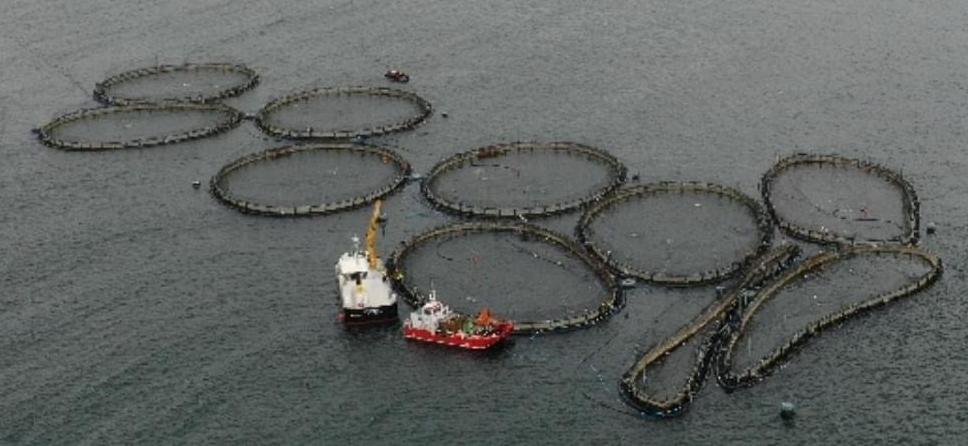 Mowi carradale cages squashed Mowi carradale cages squashed