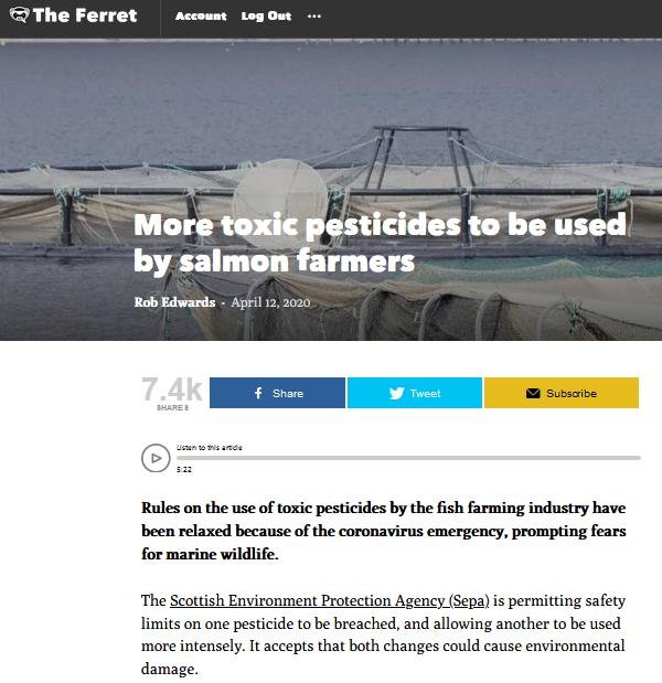 Ferret 12 April 2020 #1