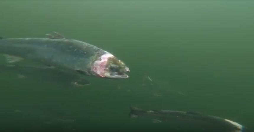 Blog Creran Corin video 31 Oct 2020 #5