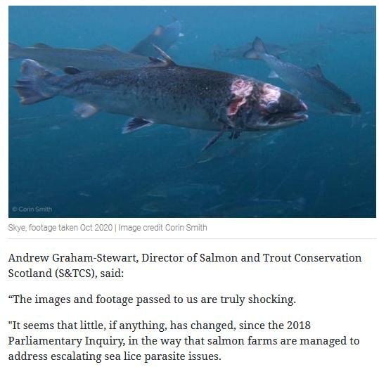 Herald 31 Oct 2020 #5 Herald 31 Oct 2020 #5