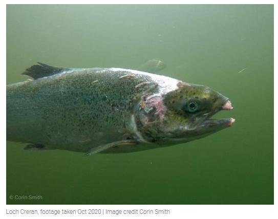 Herald 31 Oct 2020 #8 Creran photo Herald 31 Oct 2020 #8 Creran photo