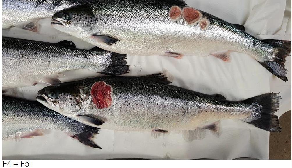 Kyles Vuia Feb 2020 Photo #2