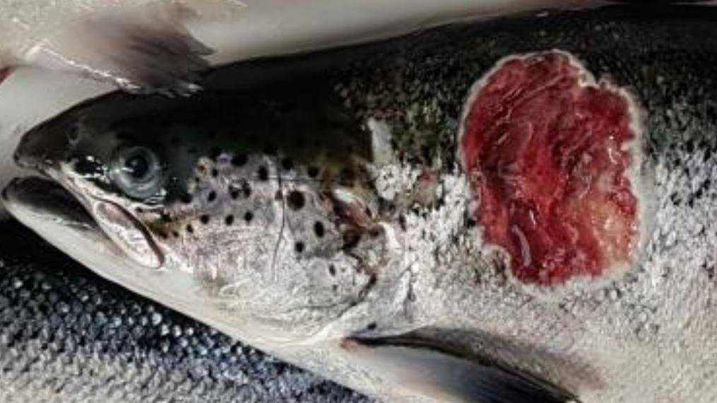 Kyles Vuia Feb 2020 Photo #9 close up