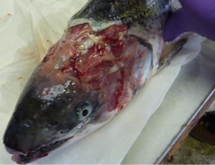 FOI photo disclosure Sept 2018 #1