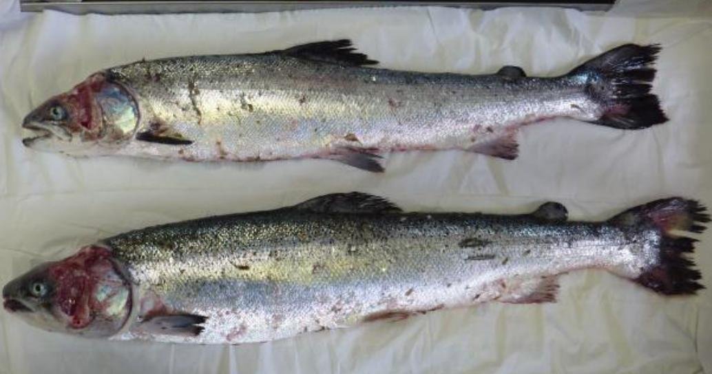 FOI photo disclosure Sept 2018 #6