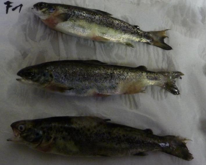 FOI photo disclosure Sept 2018 #7