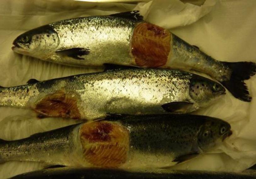 FOI photo disclosure Sept 2018 #8