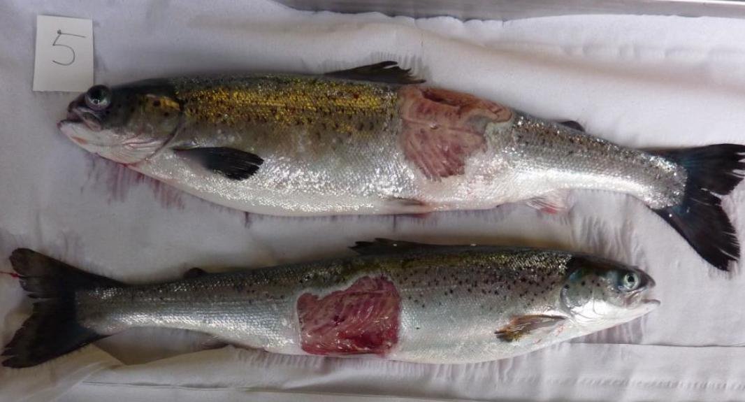 FOI photo disclosure Sept 2018 #12