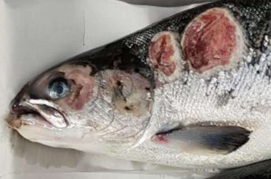 Kyles Vuia Feb 2020 Photo #4 close up