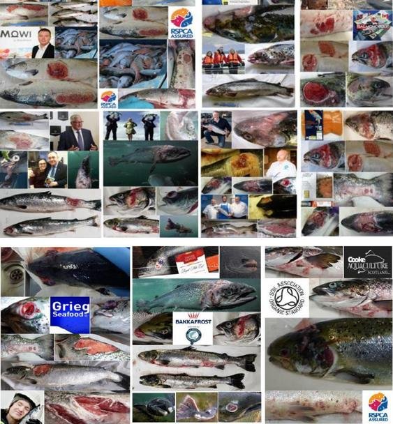 42 blog Tweet photo 42 million #3