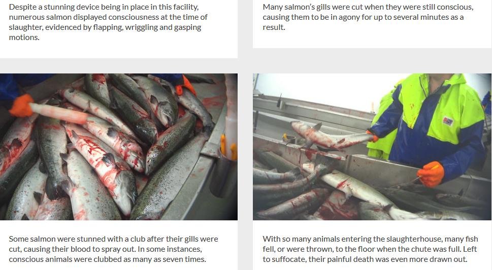 Animal Equality Feb 2021 #2 Animal Equality Feb 2021 #2