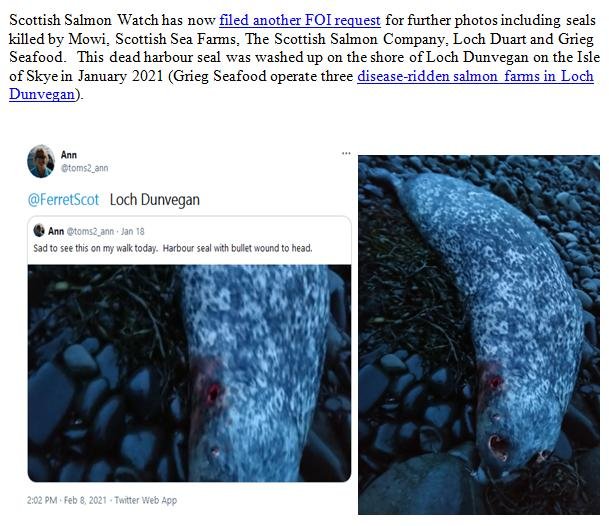 PR Illegal Killing of Seals by Scottish Salmon Farms 25 Feb 2021 #13 Dunvegan dead harbour seal
