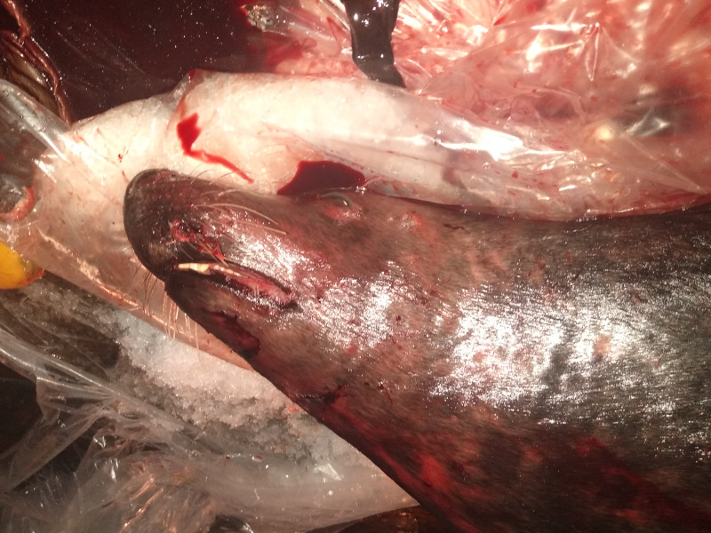 Photo Decomposed face shot IMG_20200124_171129454 M61-20 7 M62-20 (3)