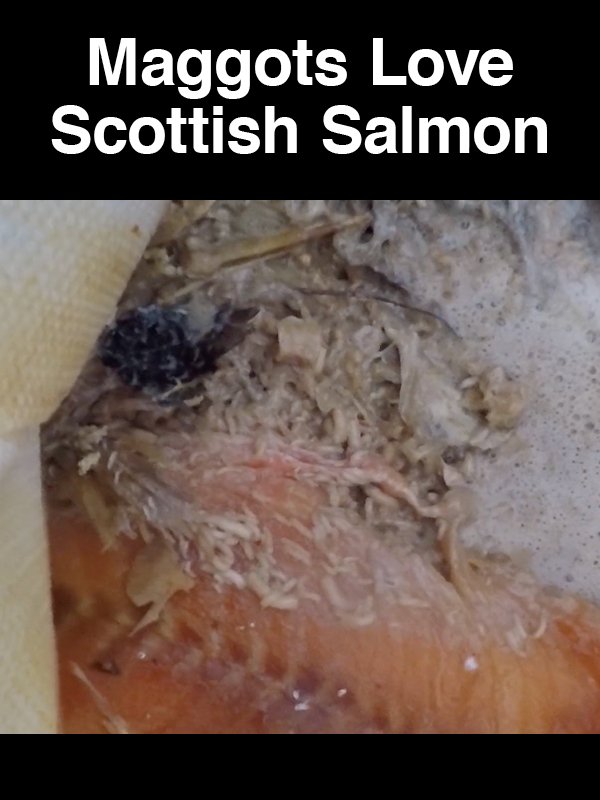 #22 Maggots Love Scottish Salmon