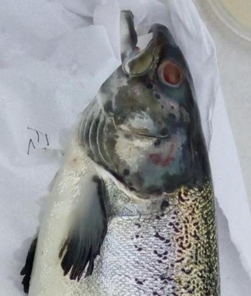 FHI SSC Plocropol #7 Photo